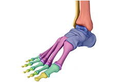 Foot & Ankle Anatomy